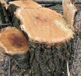 Незаконна рубка дерев у Саратській громаді: екологи та поліція зафіксували порушення у лісосмузі